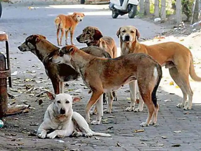 गूगल फॉर्म से घबराए टीचर्स: बेंगलुरु में डॉग सर्वे शुरू