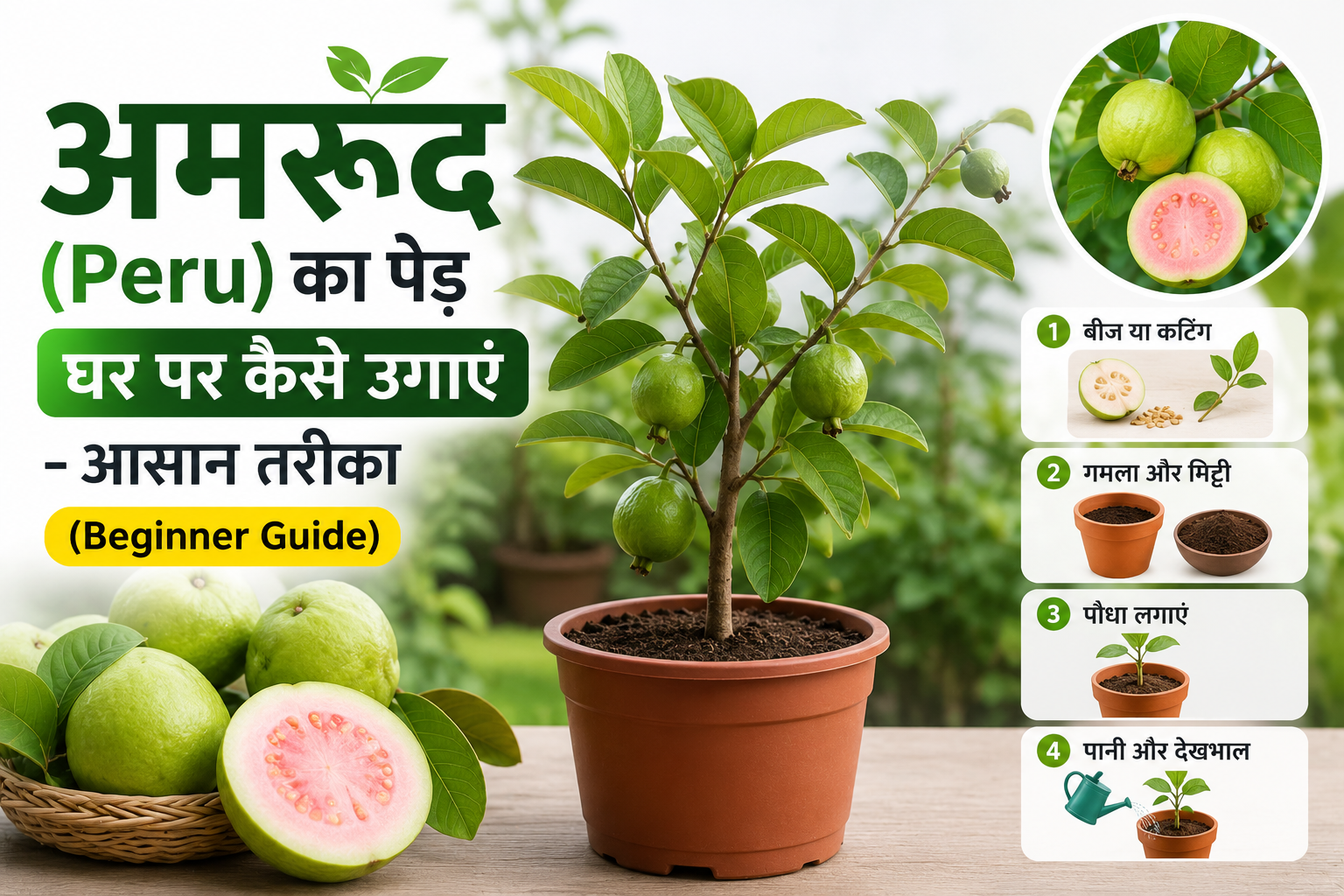 itle: अमरूद (Peru) का पेड़ घर पर कैसे उगाएं – आसान तरीका (Beginner Guide)